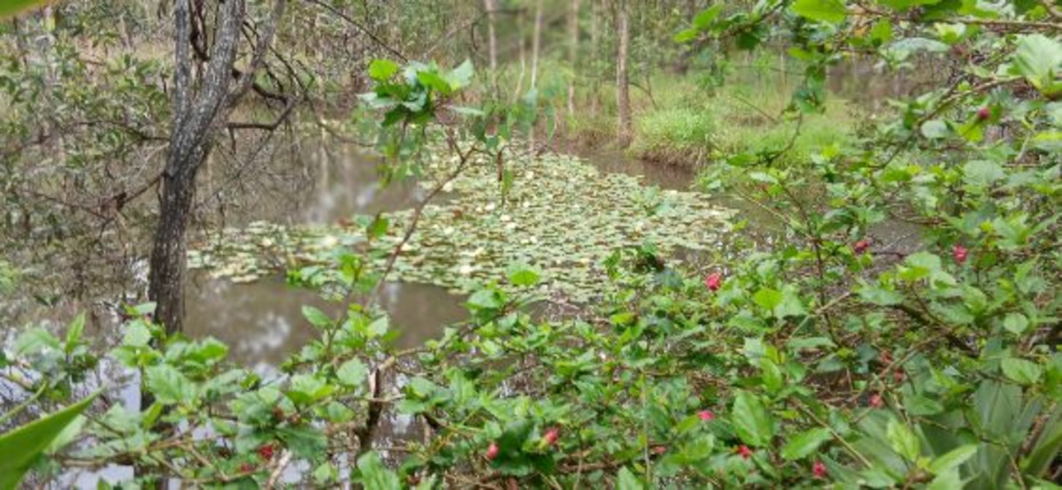 Prime 55 Acre Land Opportunity – Wetlands, Wildlife, and Strategic Location