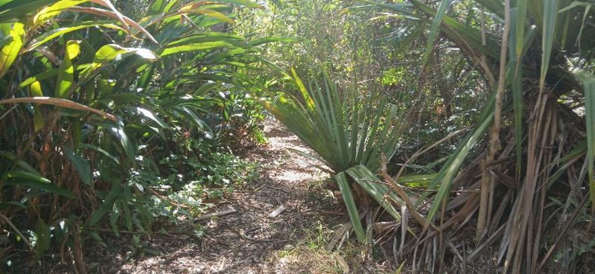 Prime 55 Acre Land Opportunity – Wetlands, Wildlife, and Strategic Location