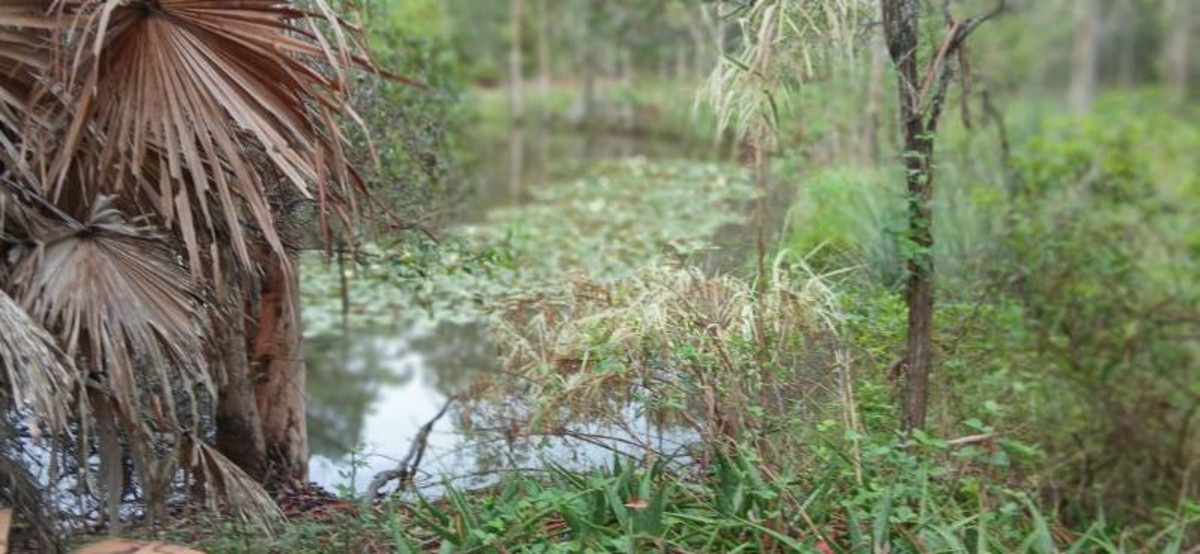 Prime 55 Acre Land Opportunity – Wetlands, Wildlife, and Strategic Location