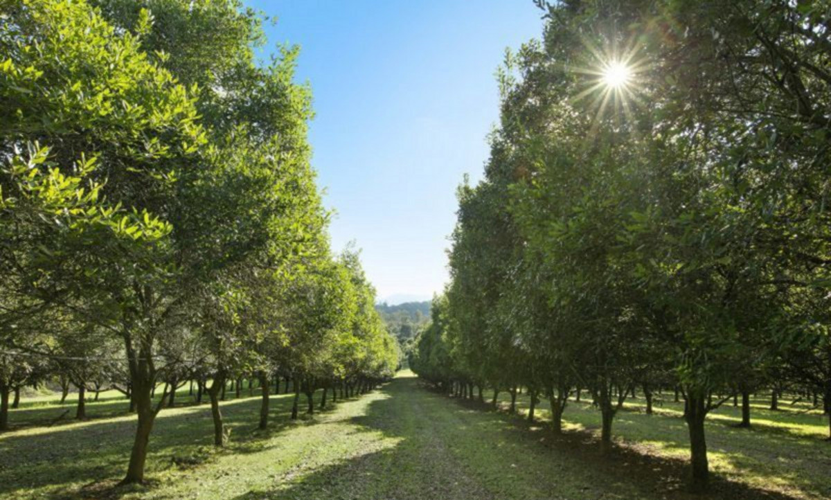 Classic Investment and/or Retirement Farm