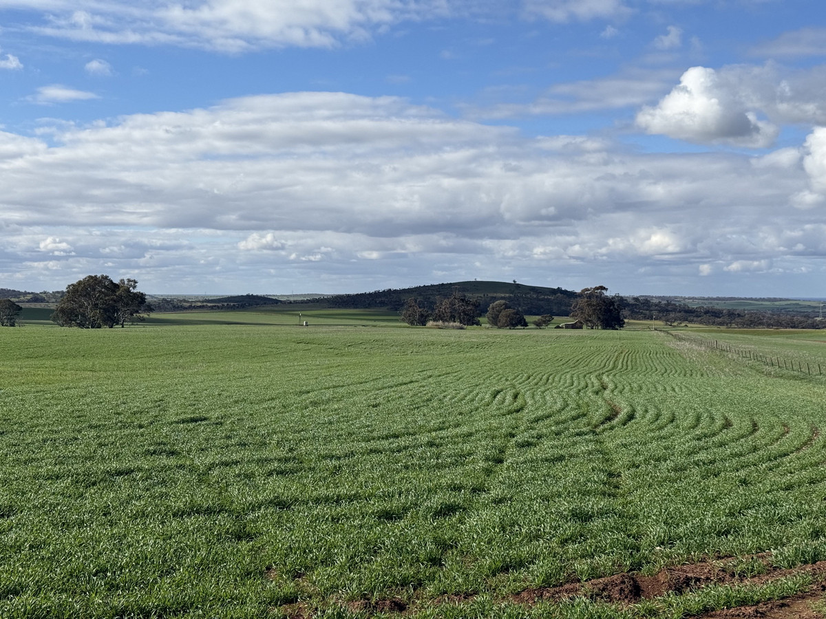 Quality Cropping Land | Expand or Establish