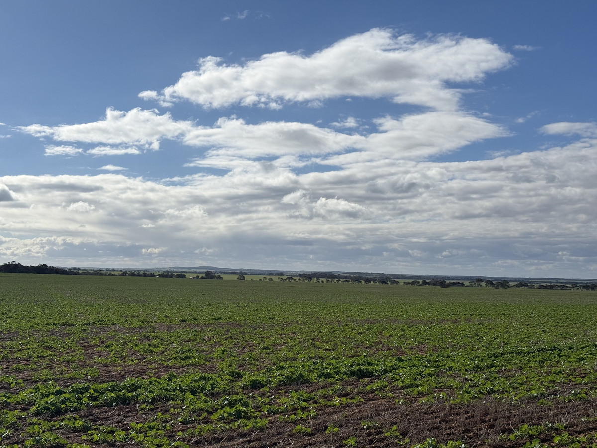 Reliable Cropping Country with Mains Water