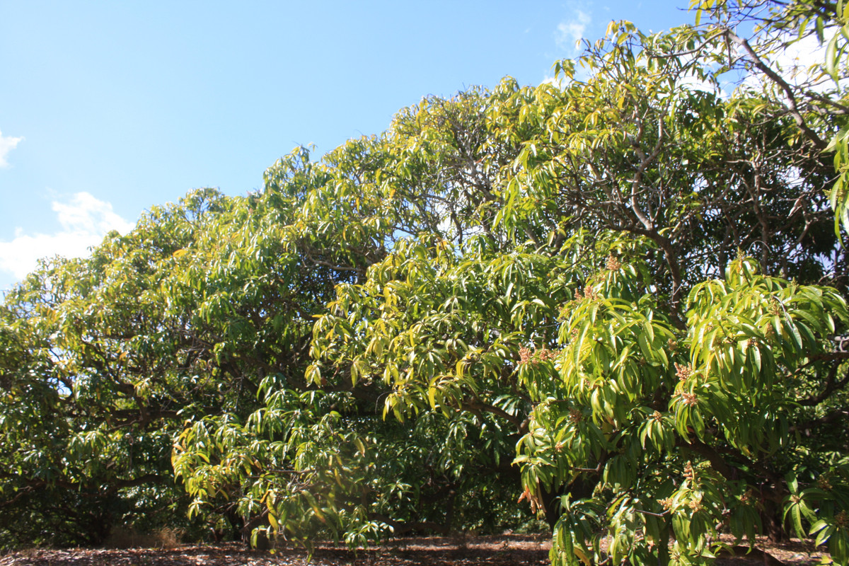 Rural for sale in Redhill Farms, 4 Mount Misery Road, Redhill Farms QLD 4671