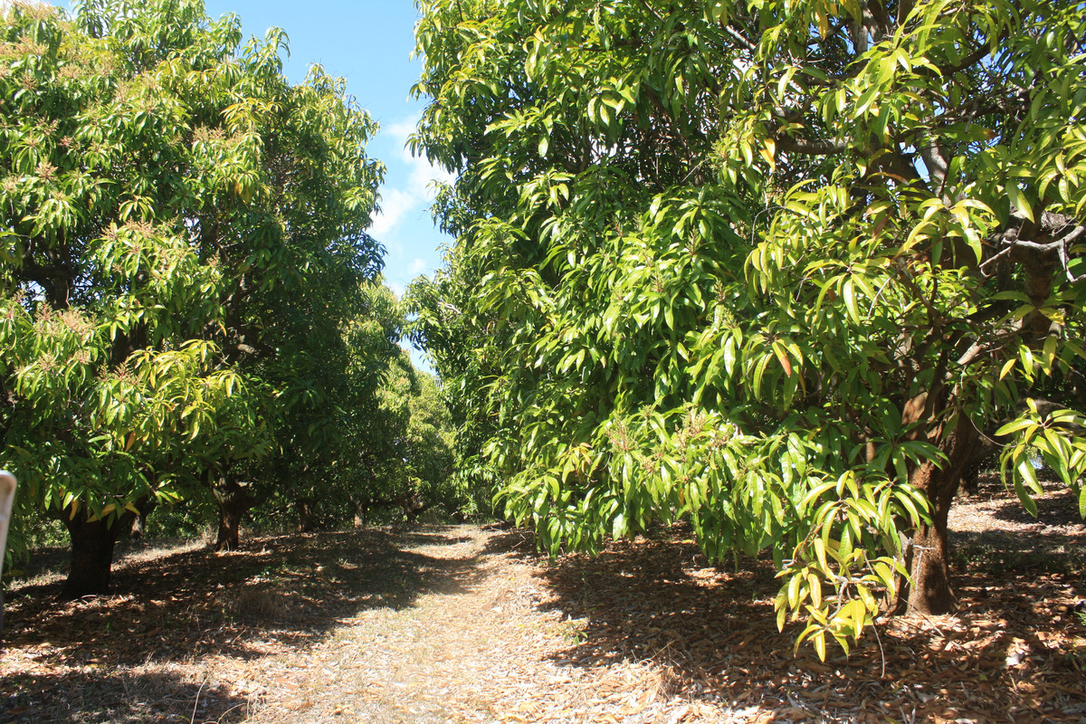 Rural for sale in Redhill Farms, 4 Mount Misery Road, Redhill Farms QLD 4671