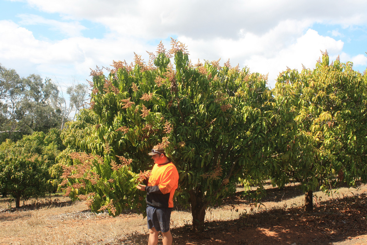 Rural for sale in Redhill Farms, 4 Mount Misery Road, Redhill Farms QLD 4671
