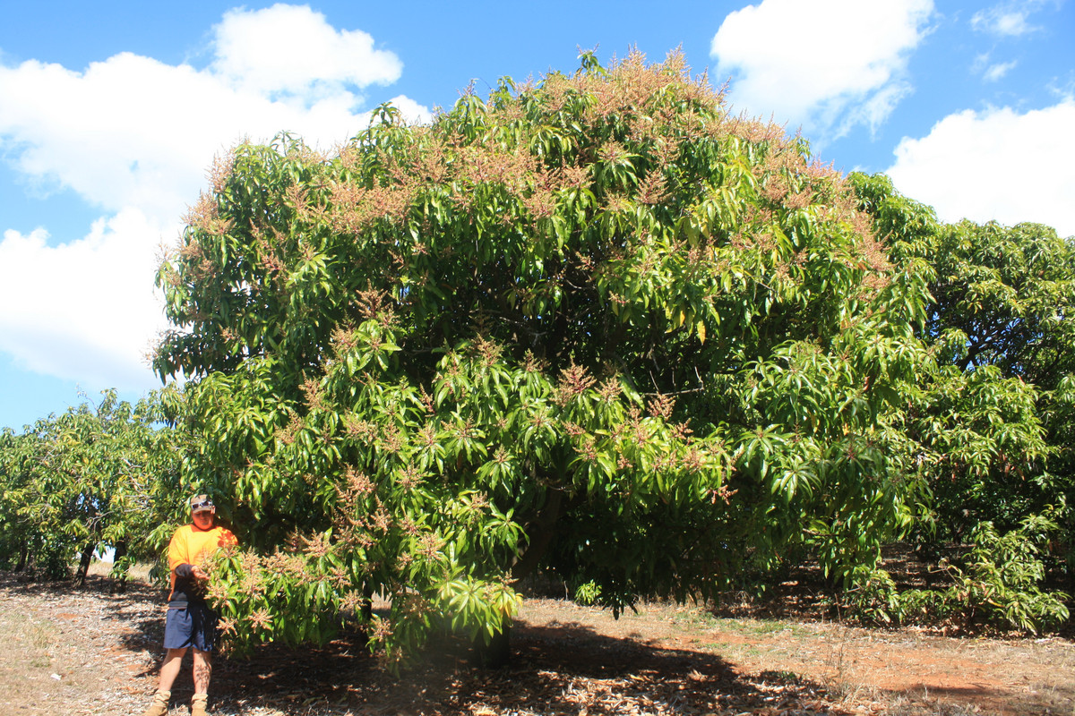 Rural for sale in Redhill Farms, 4 Mount Misery Road, Redhill Farms QLD 4671