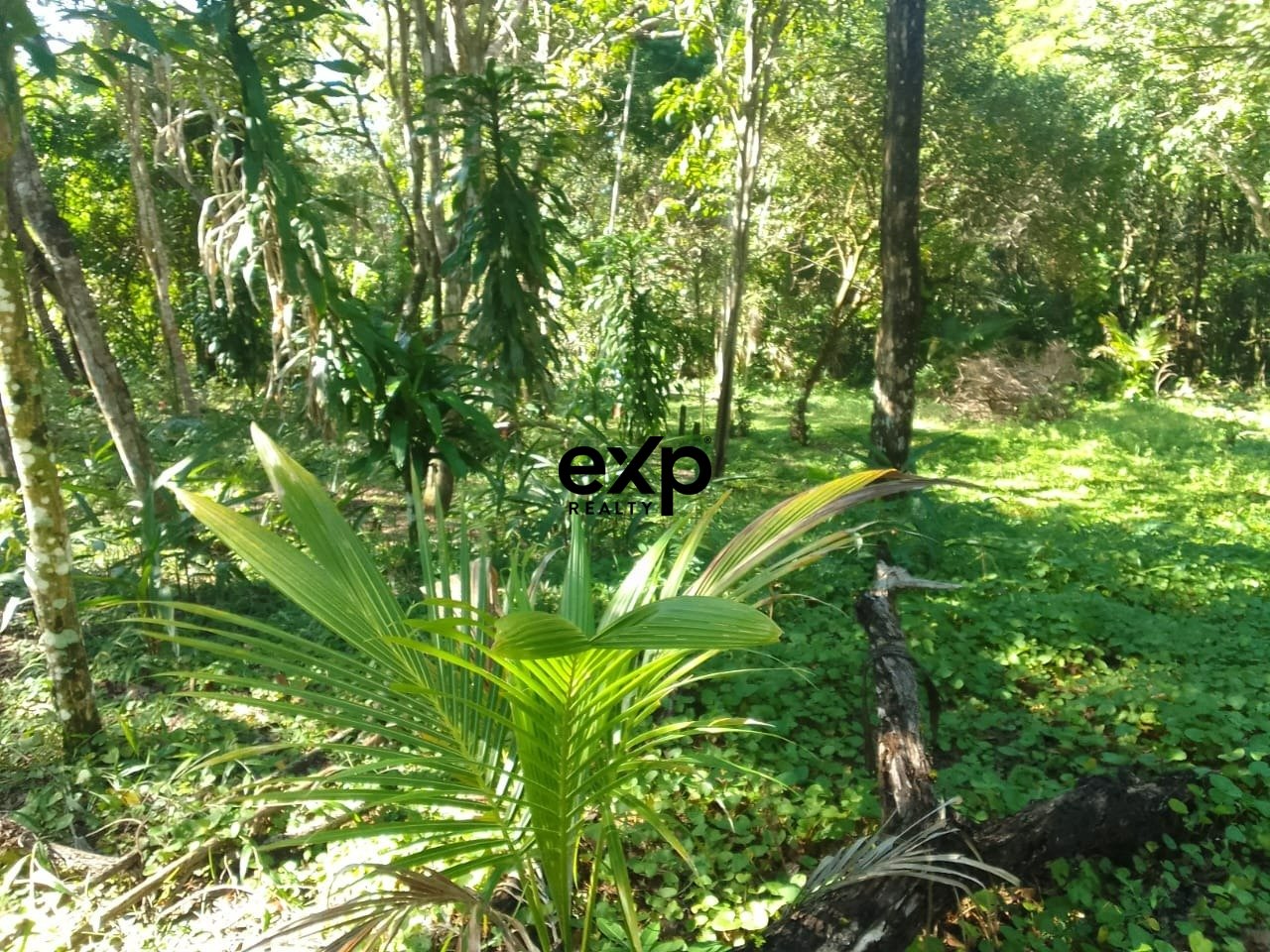 Terreno à venda em Morro de São Paulo BA | 25.000m²
