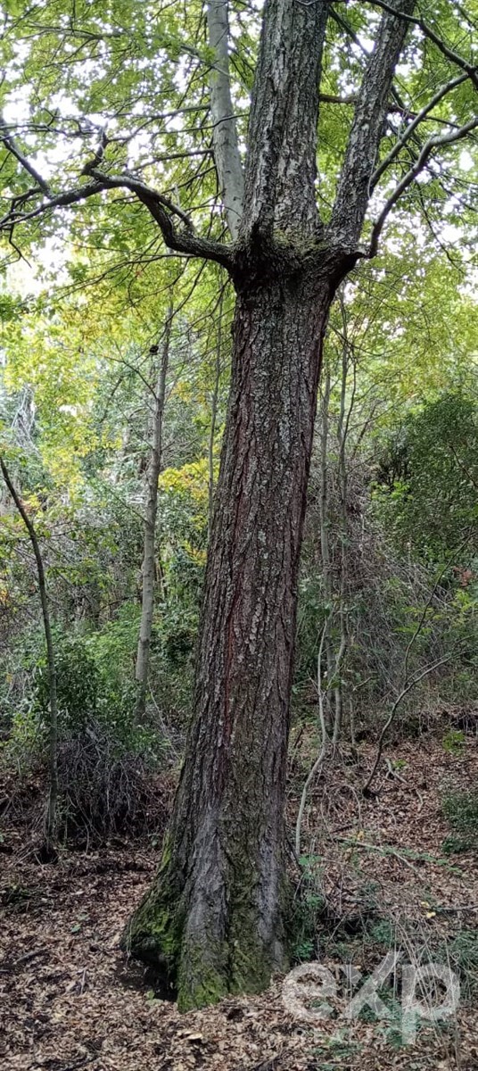 Parcela en San Fabián
