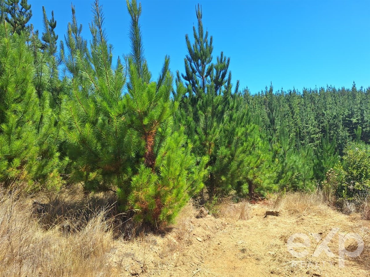 Sitio en Pichilemu
