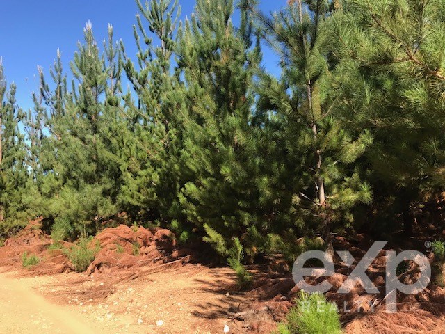 Parcela en venta en Constitución, Carrizal de Putú, lugar Cañete