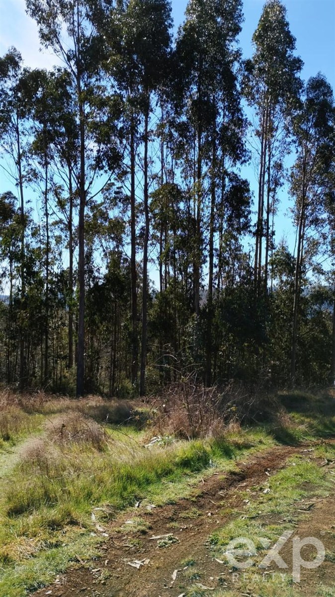Agricultural for sale in Valdivia