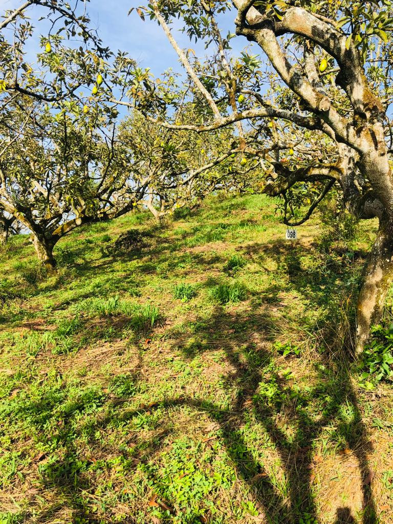 FINCA en Montenegro