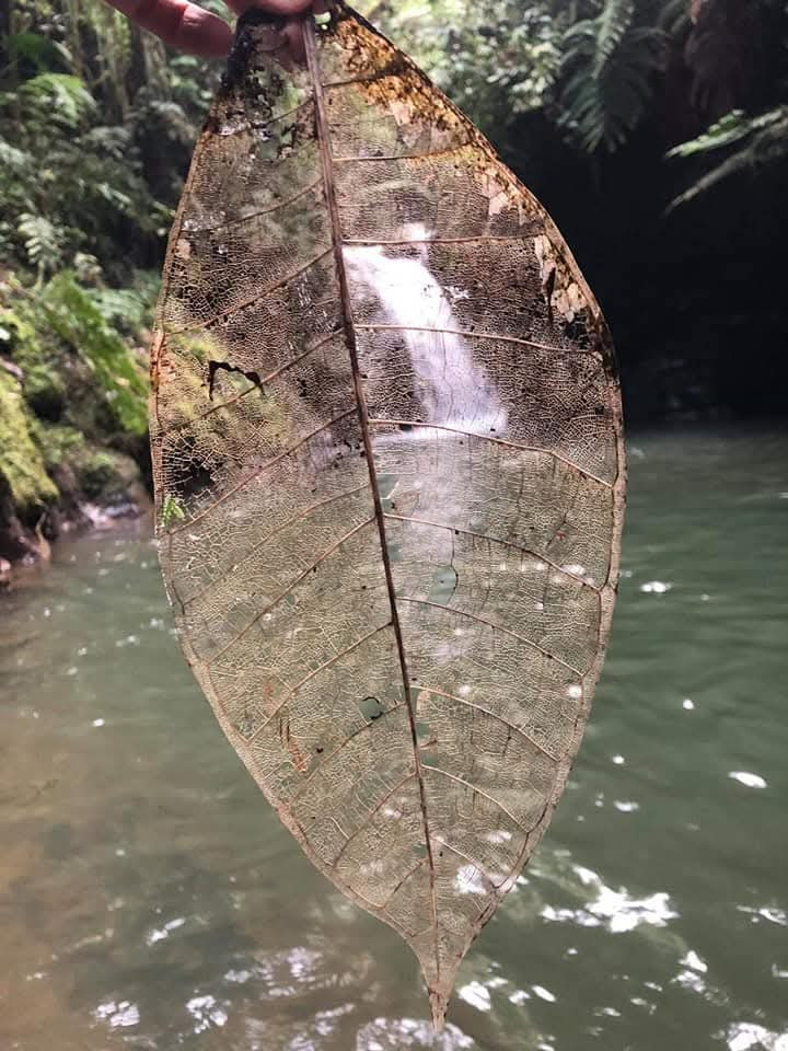 Estate for sale in Concepción, Valle de los Silfos Vereda las Frias Concepcion Antioquia Colombia, 346 m²