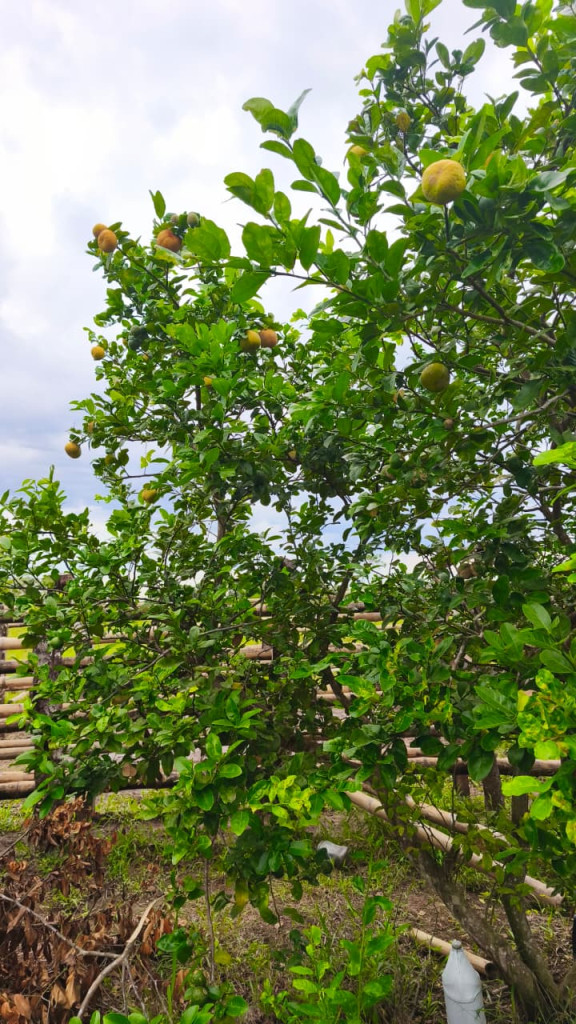FINCA en venta en San Martin, Vereda Gualas