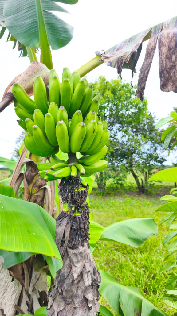 FINCA en venta en San Martin, Vereda Gualas