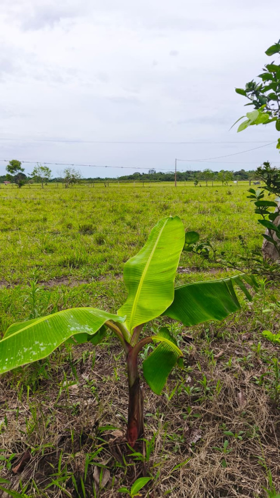 FINCA en venta en San Martin, Vereda Gualas