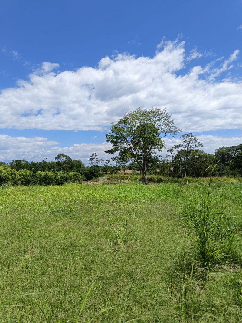 LOTE en Pereira