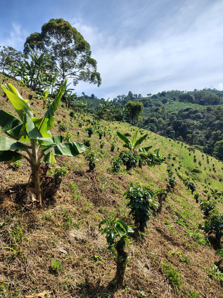 FINCA en venta en Santuario, SANTUARIO- LA MARINA-32HQ+994 Santuario, Risaralda, 100 m²