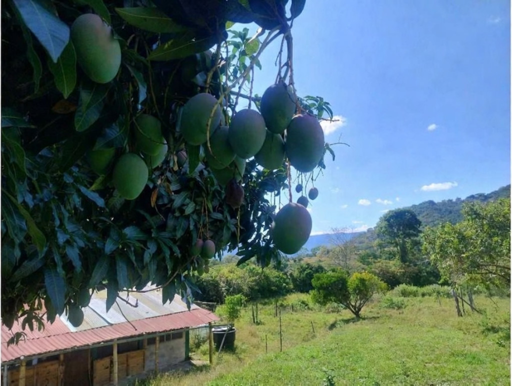 FINCA en venta en Anapoima, Rural - Finca El  Recuerdo Vereda El Higuerón, en la ciudad  de Anapoima, Cundinamarca, 200 m²