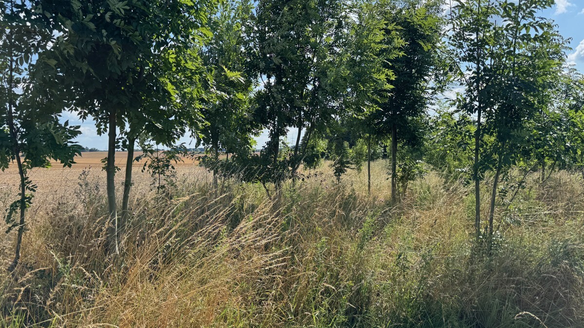 Großartiges Baugrundstück mit herrlichem Grünblick+ guter Infrastruktur zu kaufen. Kühnel Immobilien