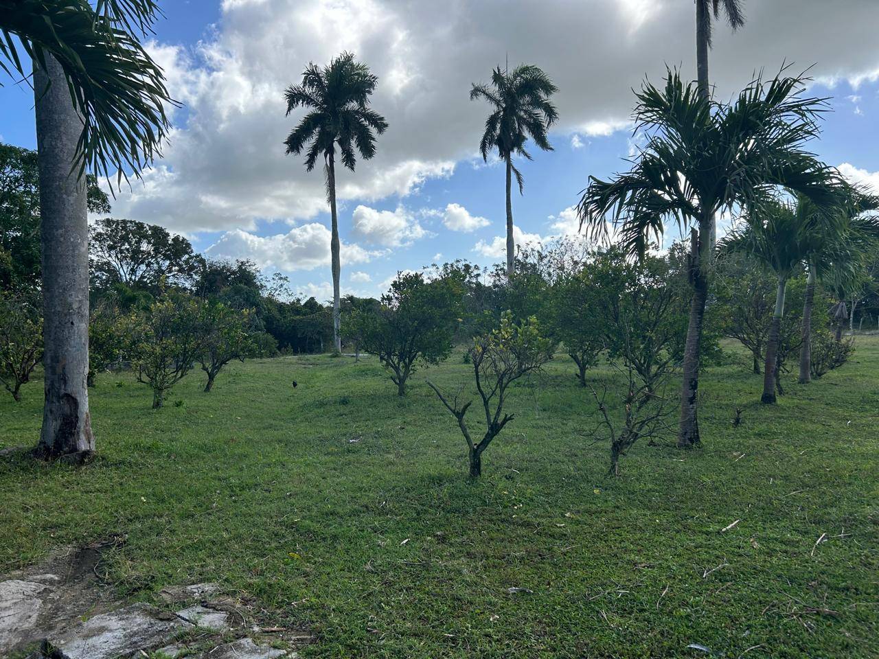 🌴 Finca en Venta en El Seibo – Perfecta para Eventos o Airbnb 🏡✨
