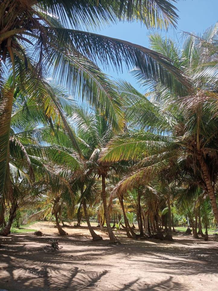 Terrenos en venta en Higüey