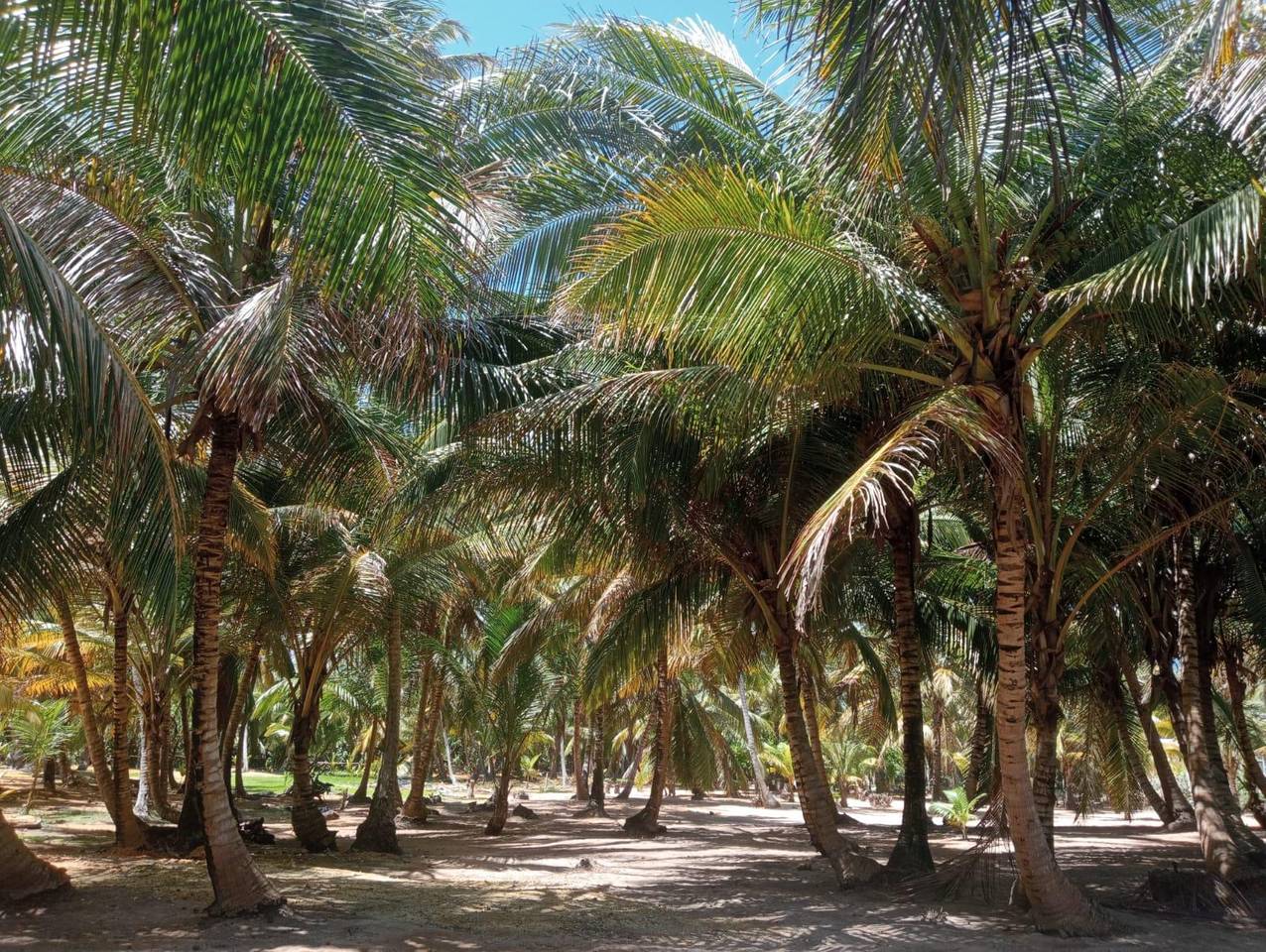 Terrenos en venta en Higüey