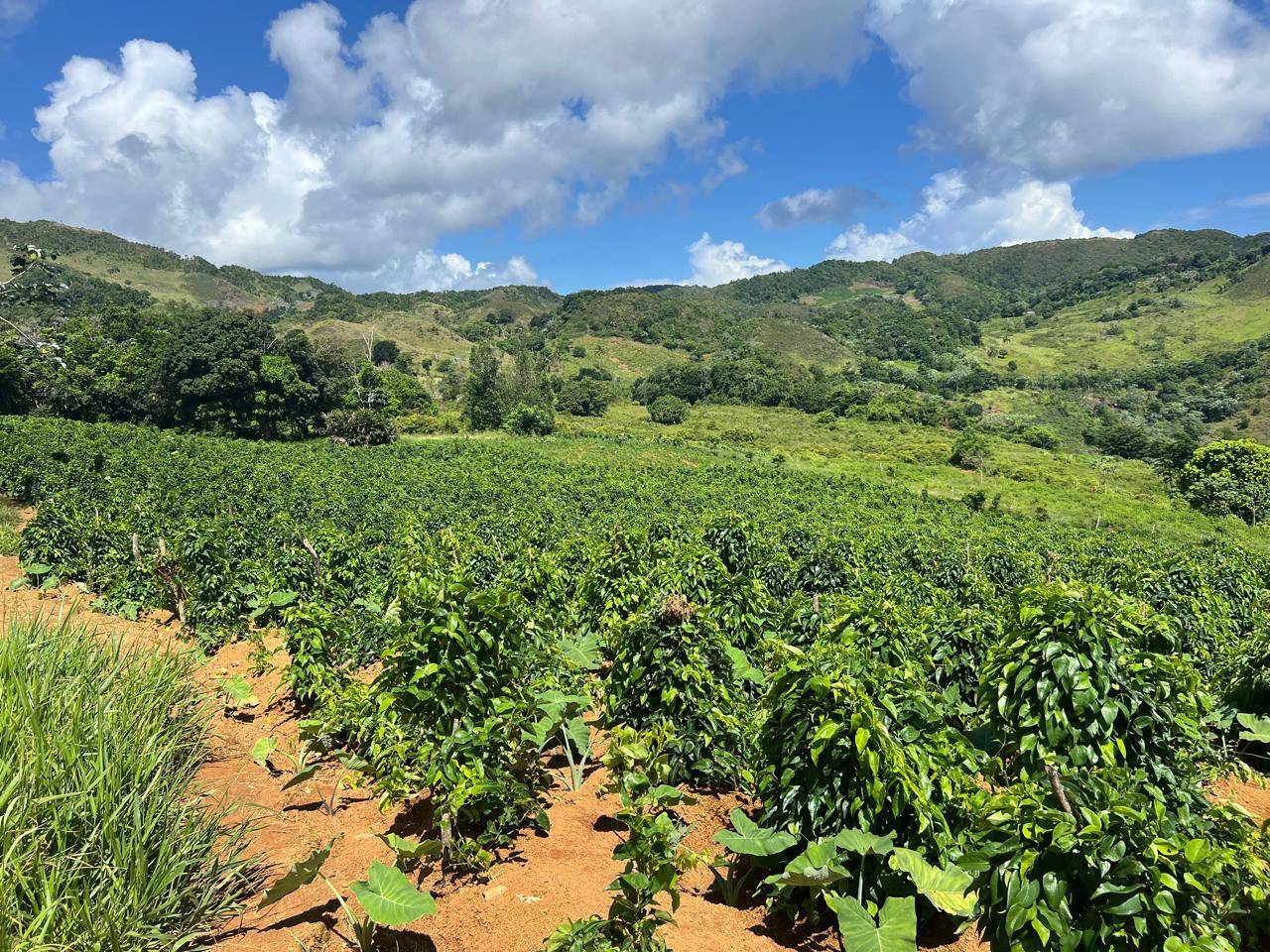 Terrenos para Desarrollo Turístico en Las Galeras, Samaná | Inversión Inmobiliaria Frente al Mar