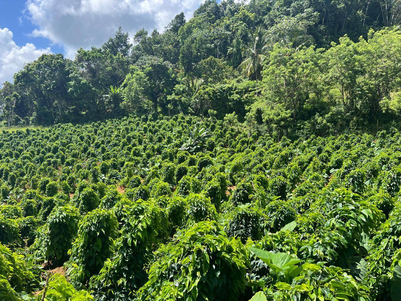Terrenos para Desarrollo Turístico en Las Galeras, Samaná | Inversión Inmobiliaria Frente al Mar