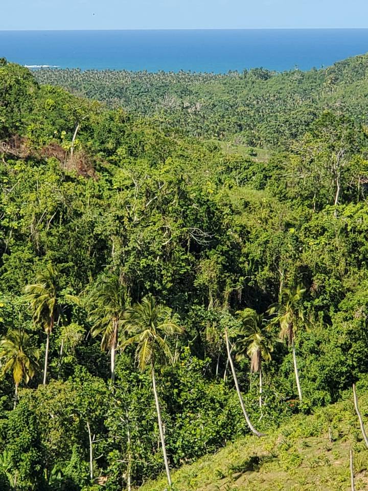 Ocean View lot in Las Terrenas ( last chance!)
