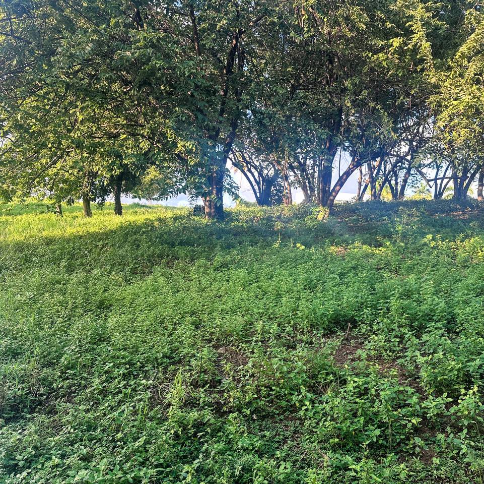 Plots for Sale in Las Galeras, Samaná | Land Near the Beach to Live or Invest 4