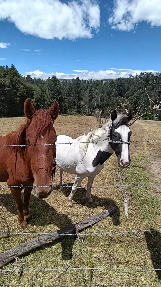 Terreno for sale in Pichincha | Quito | Los Chillos, La Cocha, Sector la Floresta, La Merced, Valle de los chillos
