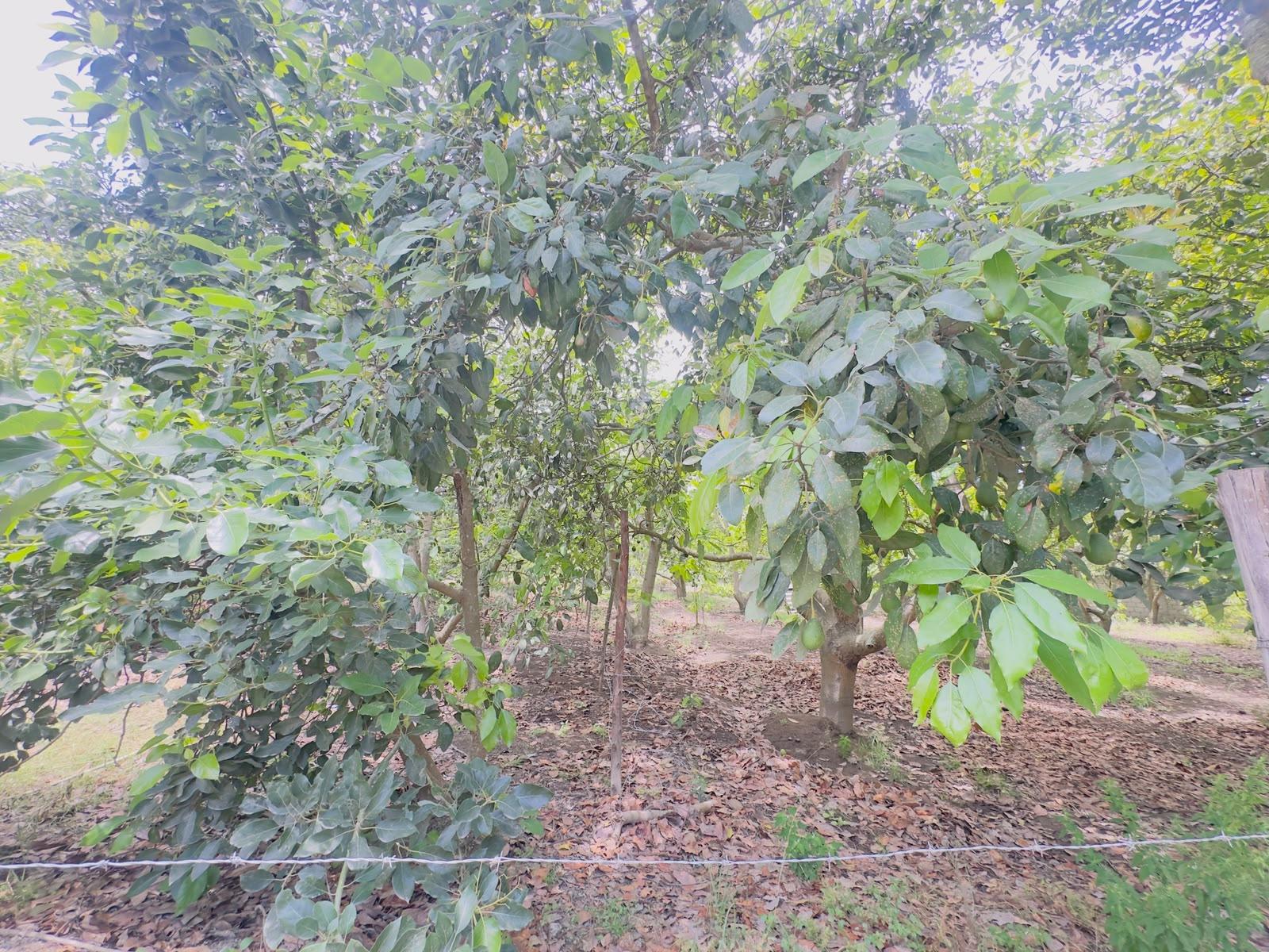 Terreno en venta en Pichincha | Guayllabamba | Centro de Guayllabamba, SECTOR SAN IGNACIO TUNASPAMBA calle LAS MINAS