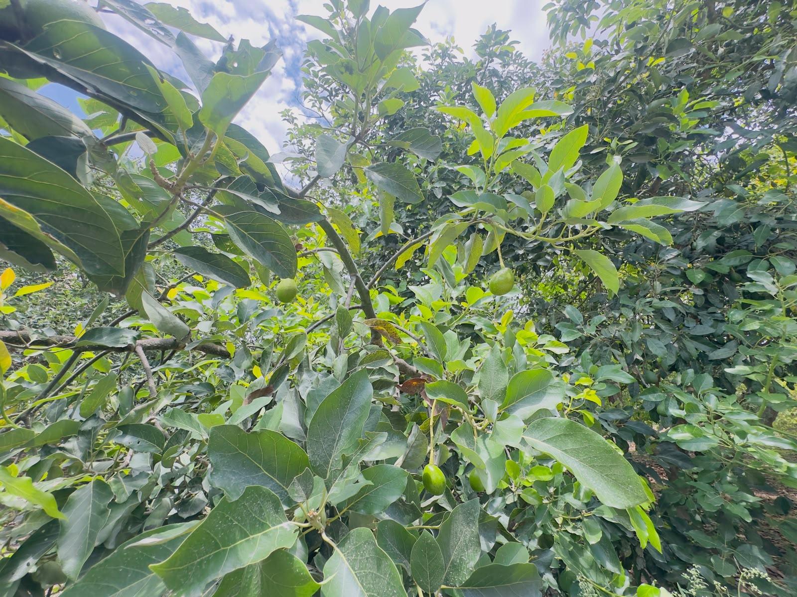 Terreno en venta en Pichincha | Guayllabamba | Centro de Guayllabamba, SECTOR SAN IGNACIO TUNASPAMBA calle LAS MINAS