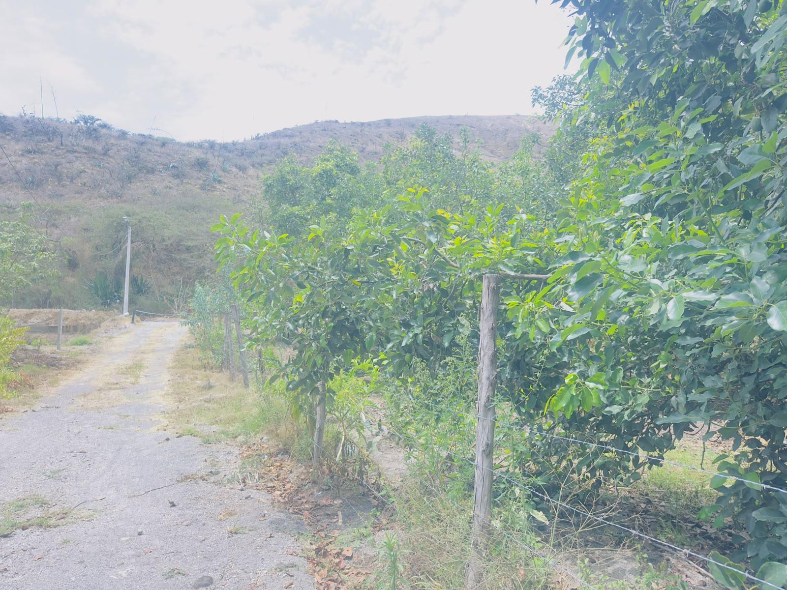 Terreno en venta en Pichincha | Guayllabamba | Centro de Guayllabamba, SECTOR SAN IGNACIO TUNASPAMBA calle LAS MINAS