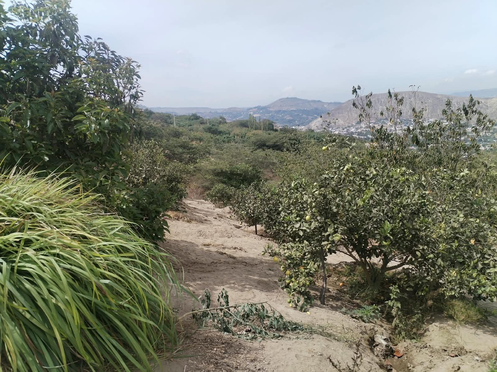 Land/Plot for sale in Pichincha | Quito | Guayllabamba, COOP. AGRICOLA LA SOFIA 4