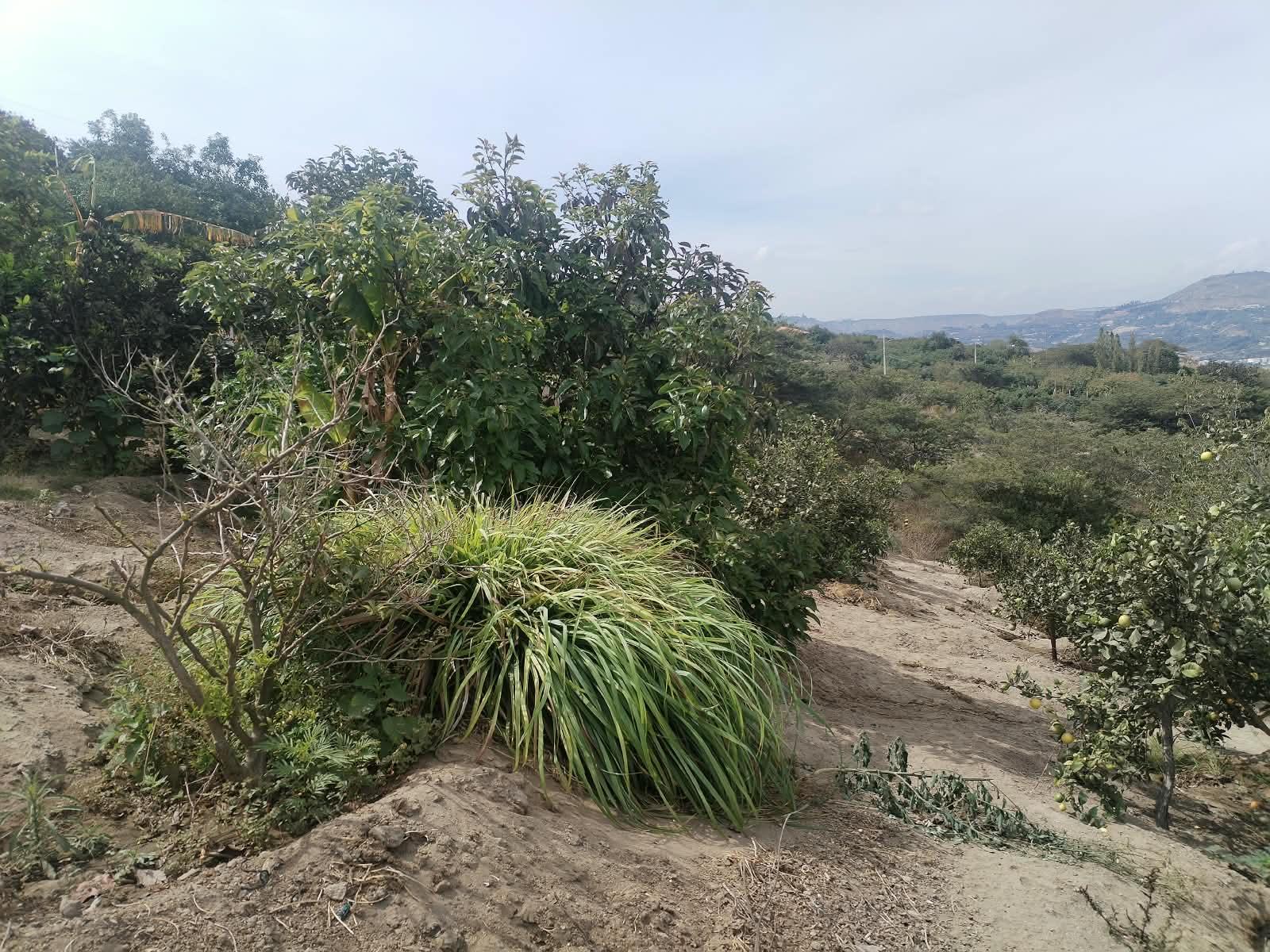 Land/Plot for sale in Pichincha | Quito | Guayllabamba, COOP. AGRICOLA LA SOFIA 4