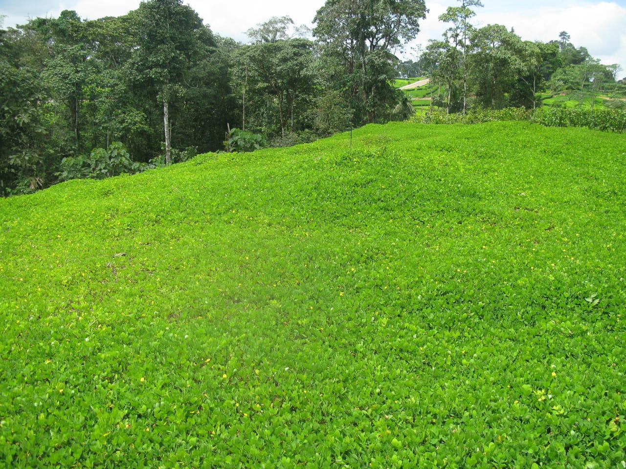 Terreno en venta en Ecuador | Pichincha | Mindo, Pedro Vicente Maldonado