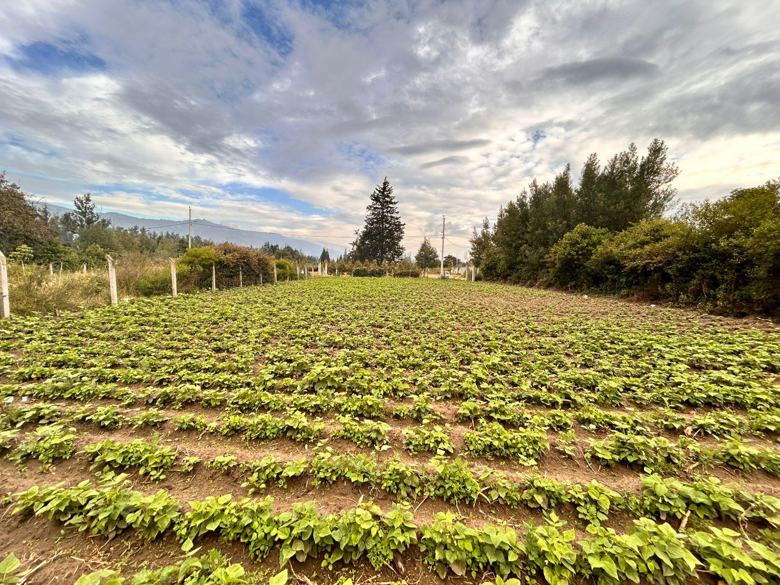 Terreno en venta en Pichincha | Quito | Tababela, Calle Cotopaxi, Tababela