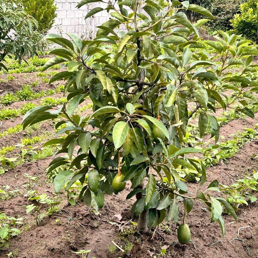 Terreno en venta en Pichincha | Quito | Tababela, Calle Cotopaxi, Tababela