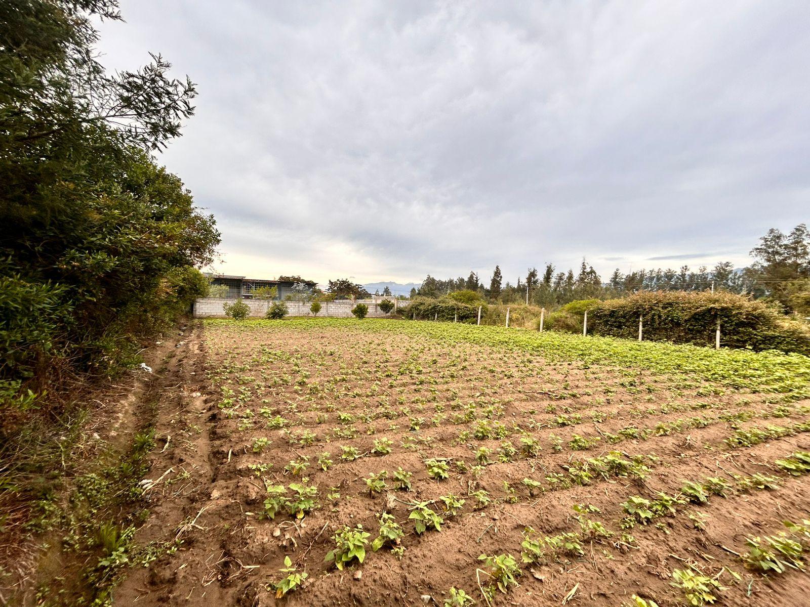 Terreno en venta en Pichincha | Quito | Tababela, Calle Cotopaxi, Tababela