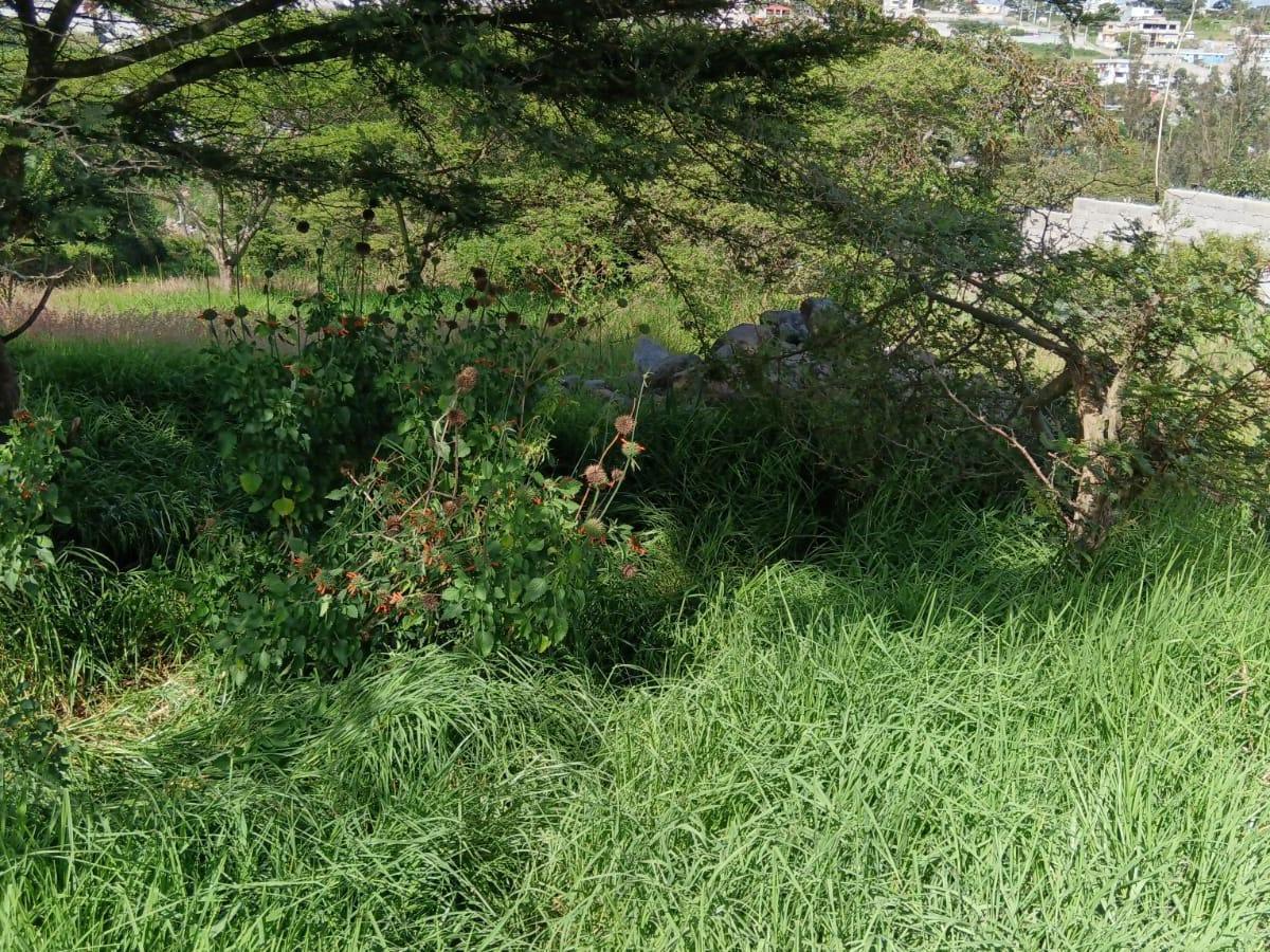 Terreno en venta en Pichincha | Quito | Llano Grande, las tolas , Quito, Pichincha, Ecuador, 988 ha