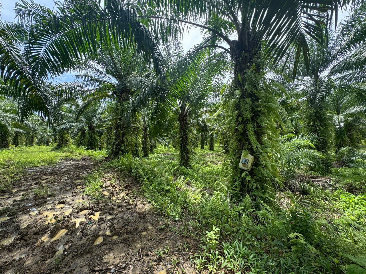 Finca en venta en Ecuador | Esmeraldas | Muisne, Vía San Francisco Km 2, Bunche
