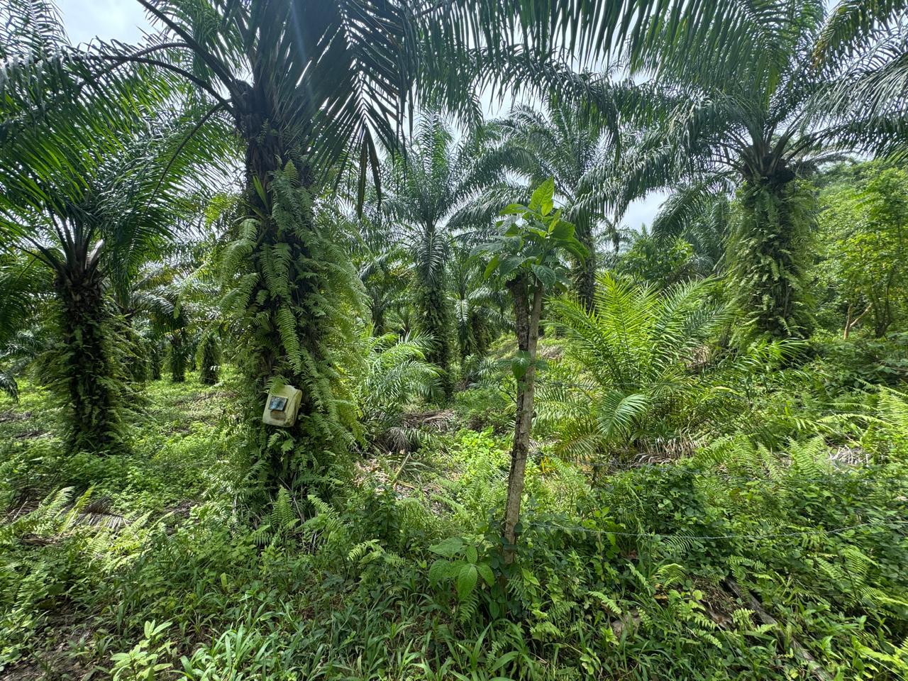 Finca en venta en Ecuador | Esmeraldas | Muisne, Vía San Francisco Km 2, Bunche