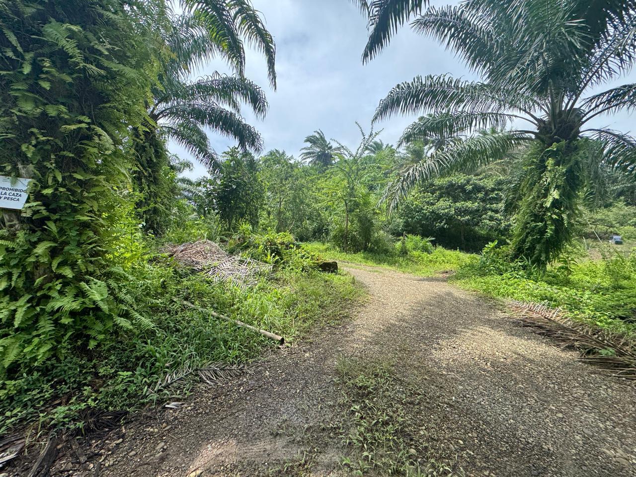 Finca en venta en Ecuador | Esmeraldas | Muisne, Vía San Francisco Km 2, Bunche