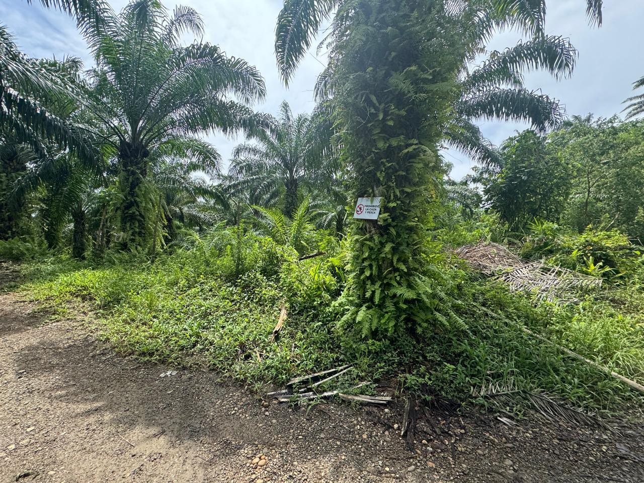 Finca en venta en Ecuador | Esmeraldas | Muisne, Vía San Francisco Km 2, Bunche