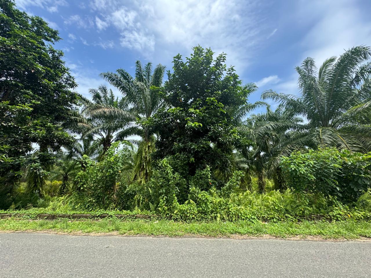 Finca en venta en Ecuador | Esmeraldas | Muisne, Vía San Francisco Km 2, Bunche