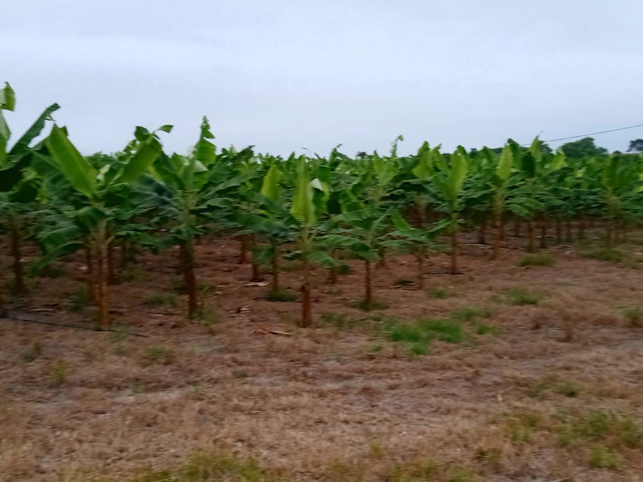 Agricultural Investment Opportunity! Farm for Sale – 74 Productive Hectares
