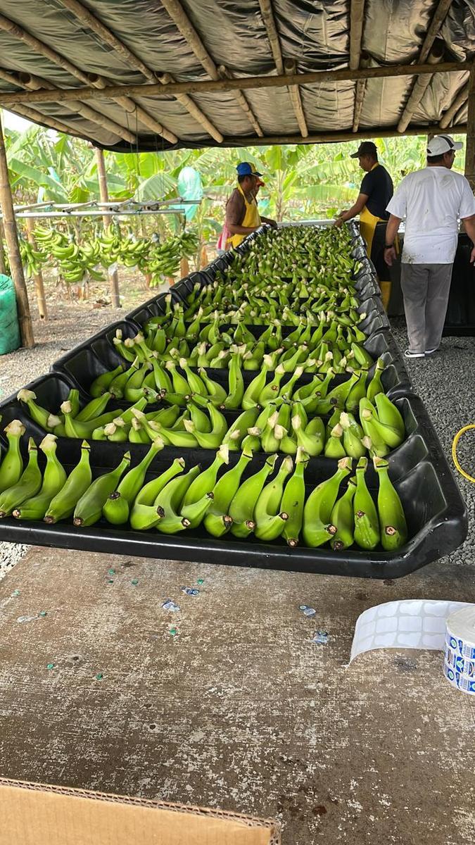 Agricultural Investment Opportunity! Farm for Sale – 74 Productive Hectares 4