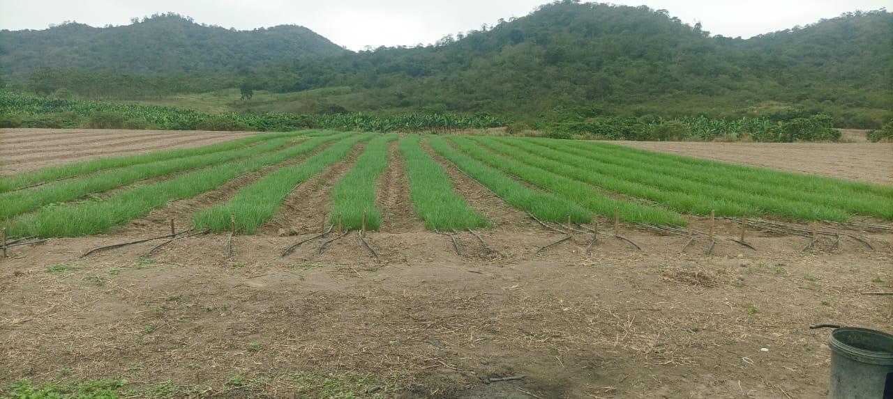 Agricultural Investment Opportunity! Farm for Sale – 114 Productive Hectares 2